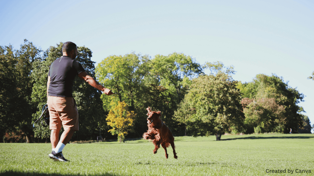 Dog Parks and Outdoor Spaces