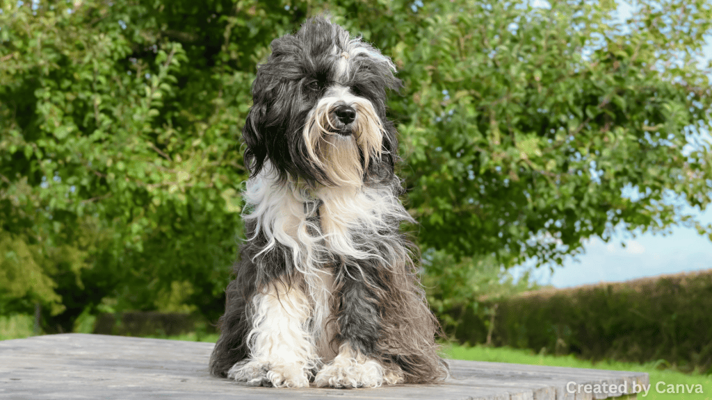 The Best Dog Parks in Las Vegas