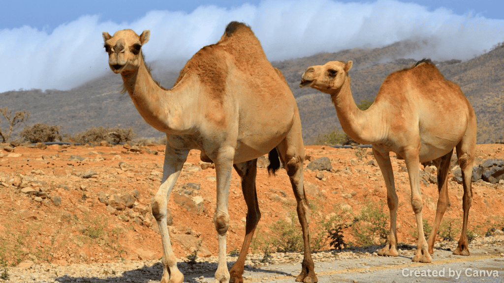 Check out the dramatic desert landscapes