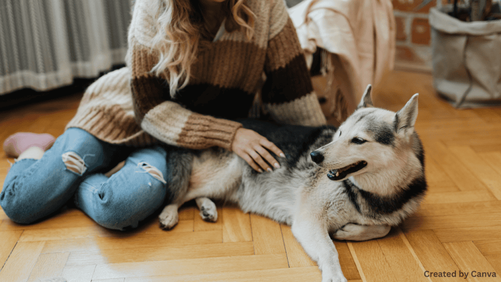 Pet-Friendly Travel in Las Vegas: Where to Stay and Play