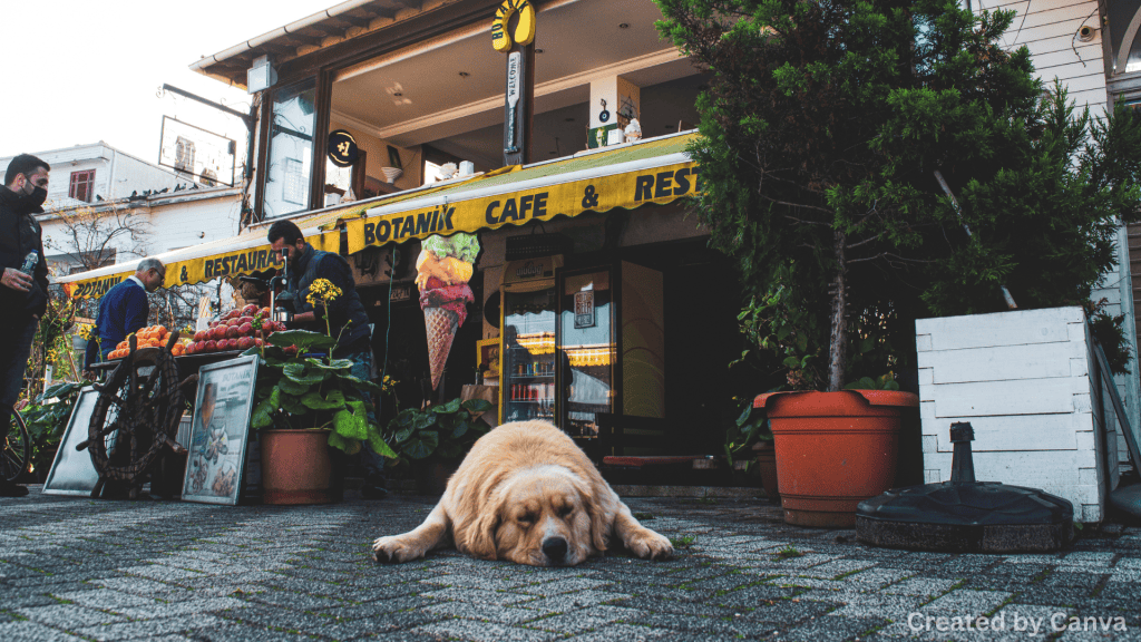 Dog-Friendly Las Vegas: Best Parks, Cafés & Hotels