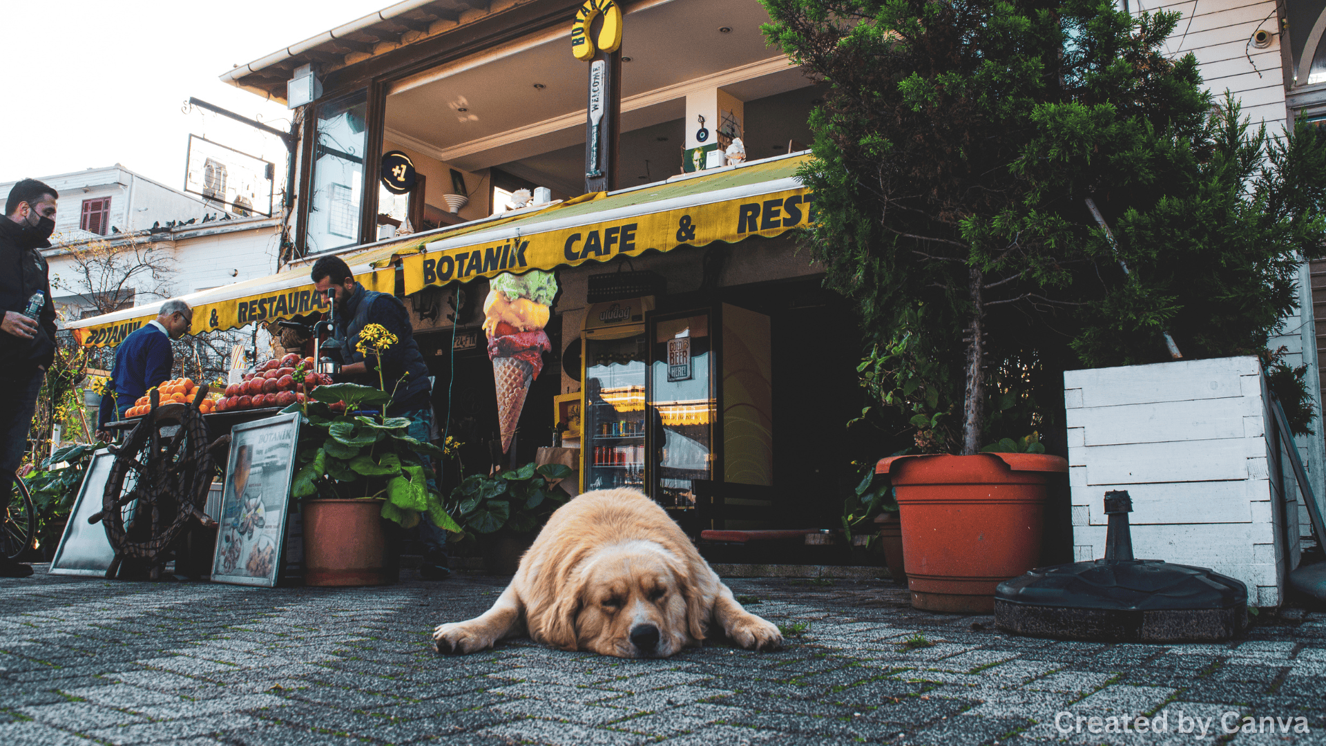 Dog-Friendly Las Vegas: Best Parks, Cafés & Hotels