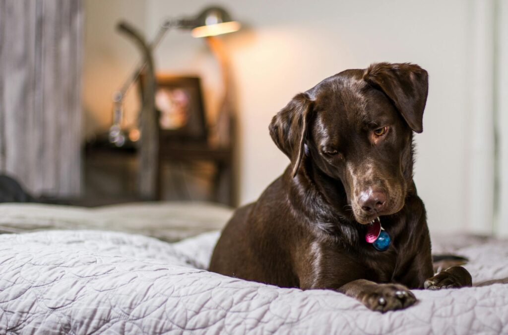 A cozy pet-friendly hotel room featuring a dog bed and pet amenities — pet-friendly Las Vegas travel