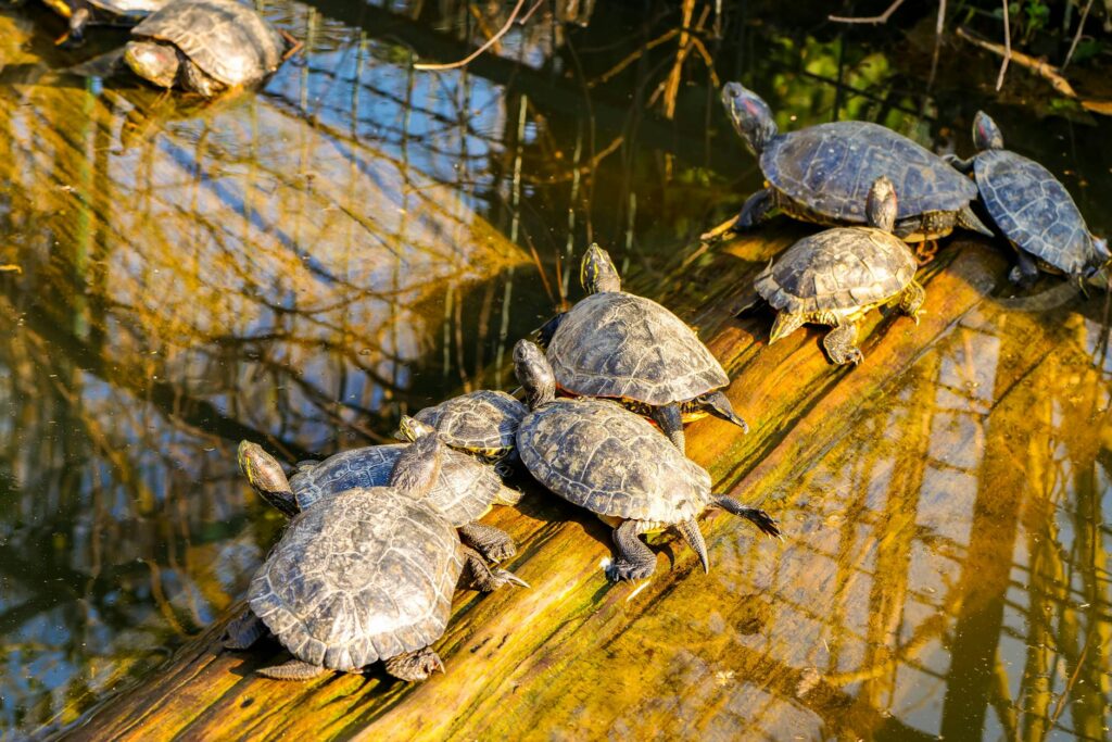 A guided nature tour group observing wildlife in a Las Vegas nature park. — outdoor activities Las Vegas