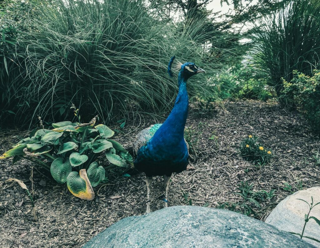 The serene landscape of the Secret Garden at the Mirage with exotic animals. — hidden gems in Las Vegas