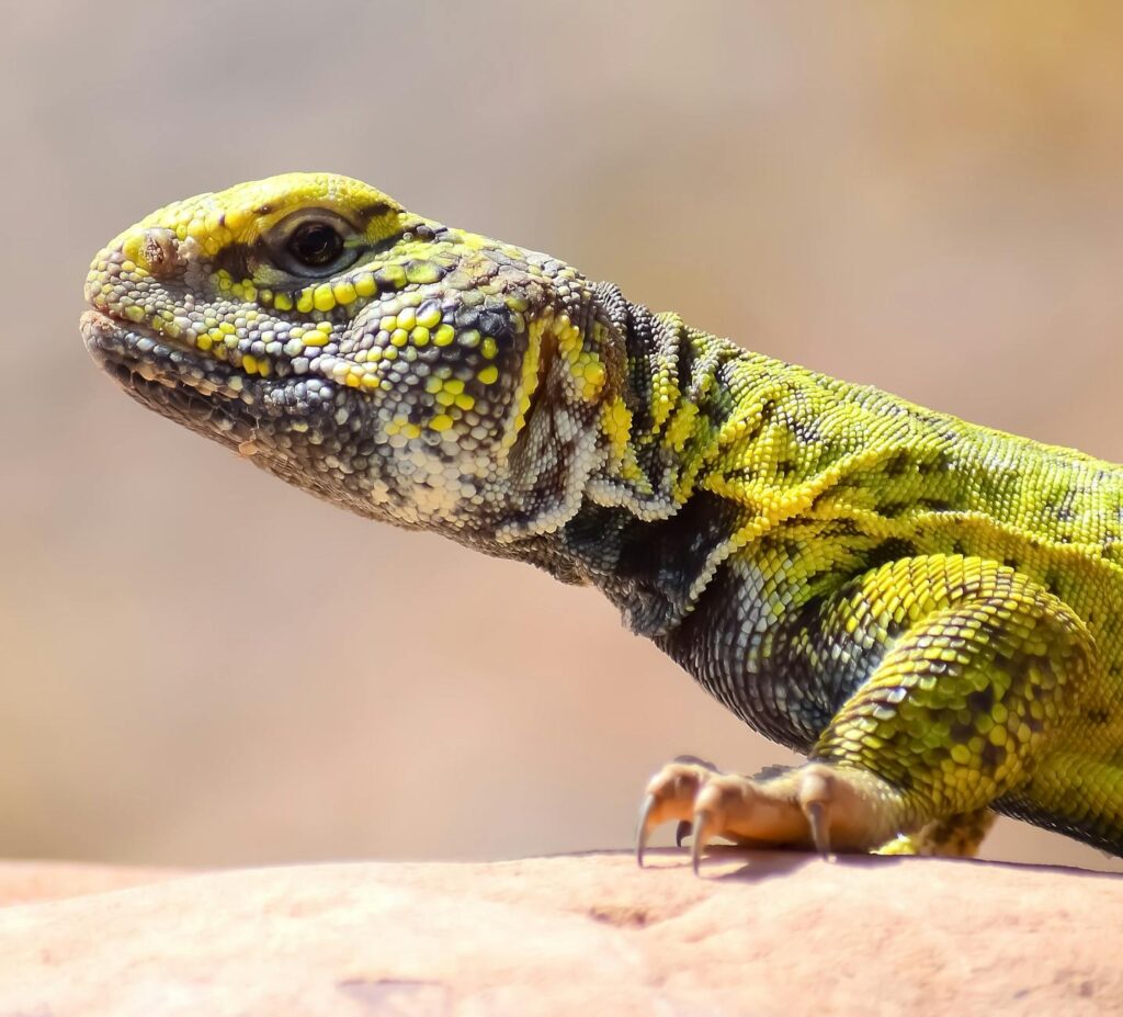 A close-up of unique desert wildlife, such as a desert tortoise or a colorful lizard. — outdoor activities Las Vegas