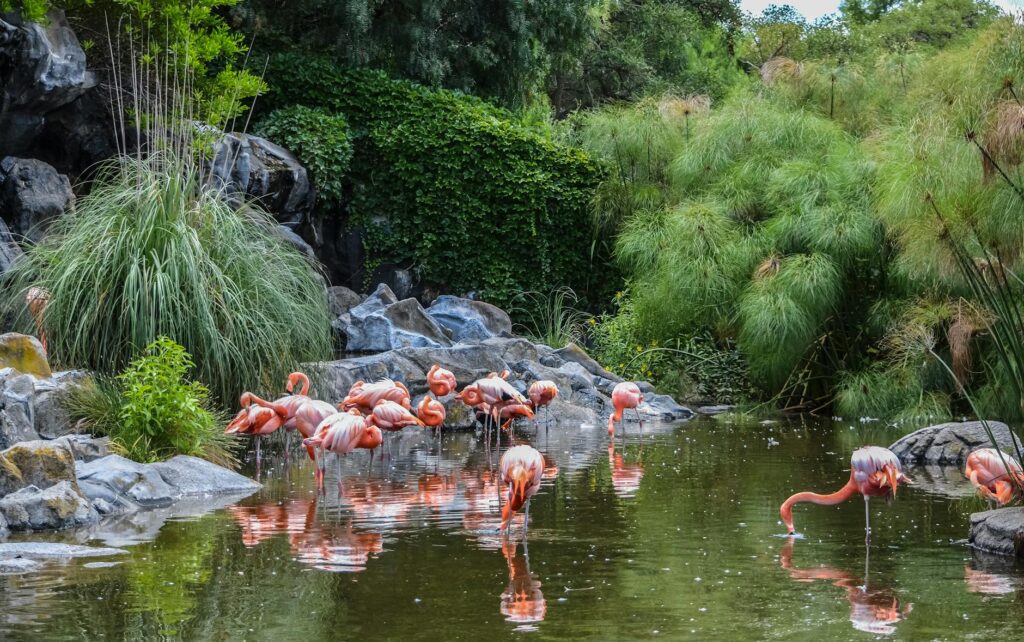 A serene scene from the Wildlife Habitat at the Flamingo, showcasing exotic birds and lush greenery. — free attractions …