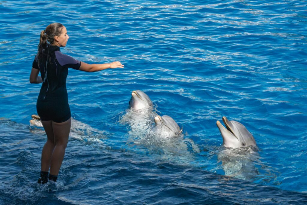 Children interacting with dolphins at the Secret Garden and Dolphin Habitat. — family activities Las Vegas