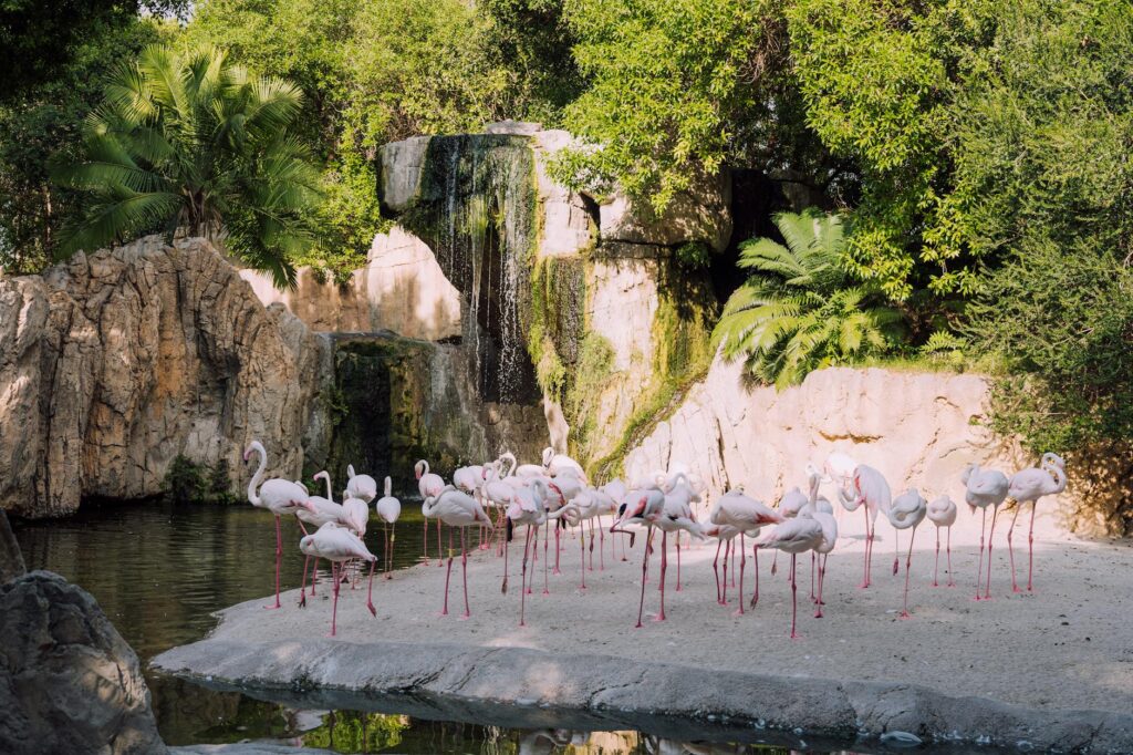 Lush greenery and exotic animals at the Flamingo's Wildlife Habitat. — free attractions in Las Vegas