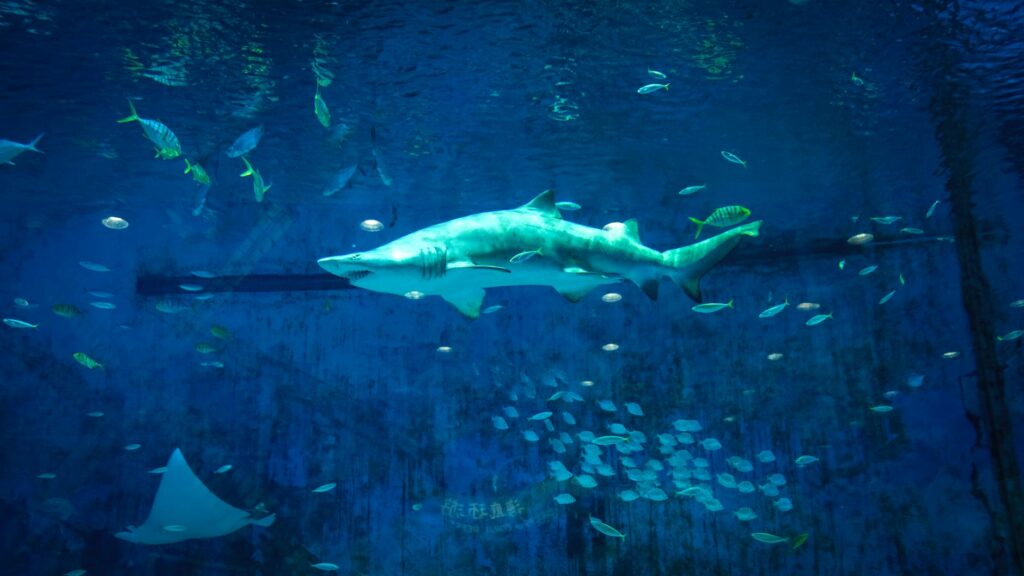 The Shark Reef Aquarium featuring vibrant marine life, showcasing one of the top family-friendly Las Vegas attractions.