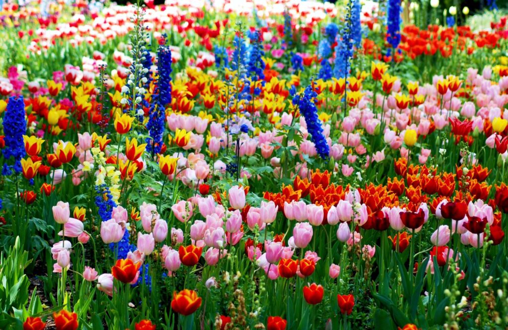 A lively outdoor festival in Las Vegas during spring with flowers in bloom — las vegas weather