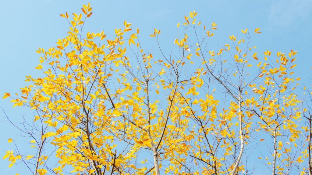 An autumn landscape in Las Vegas, featuring colorful trees in a park against a clear blue sky. — las vegas weather