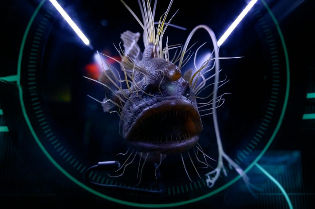 An educational exhibit at the Las Vegas Aquarium featuring exotic marine life. — Las Vegas attractions 2026