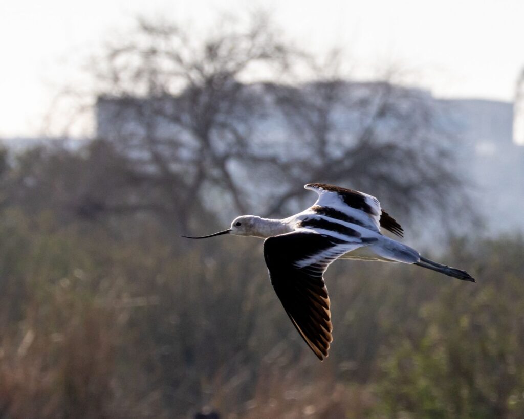 Birdwatchers observing wildlife at Springs Preserve — outdoor attractions Las Vegas