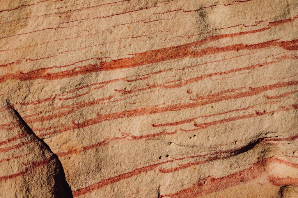 Close-up of unique desert flora and fauna found in Red Rock Canyon. — red rock canyon vegas