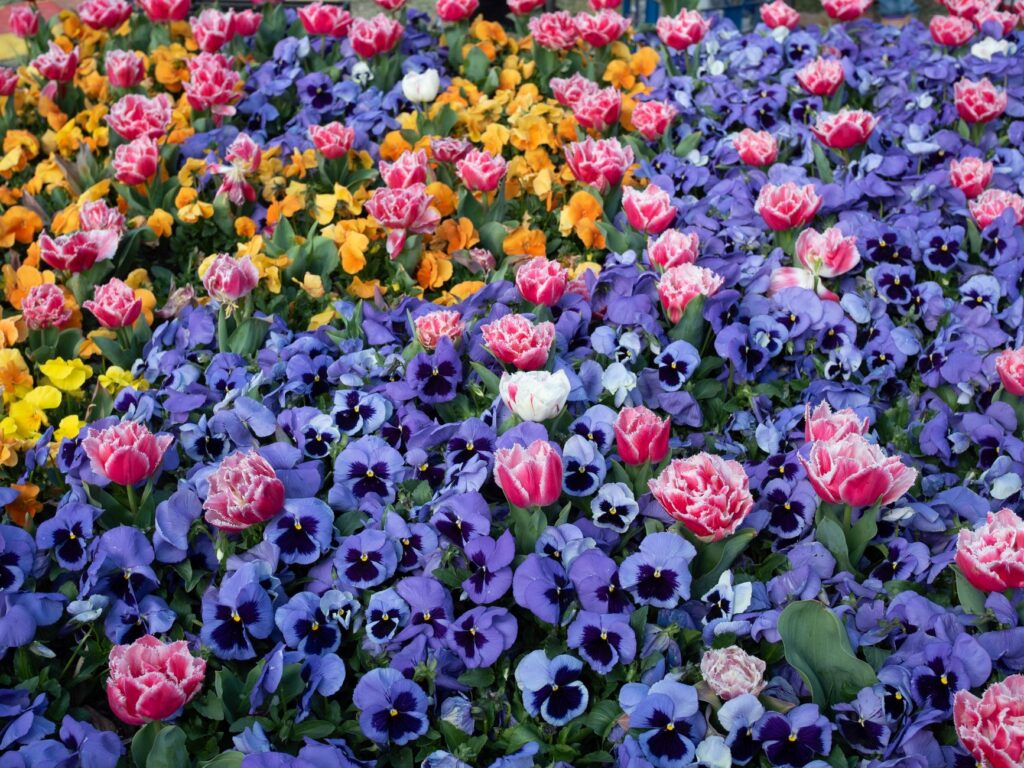 A scenic photo of springtime in Las Vegas showing blooming flowers. — best times to visit Las Vegas