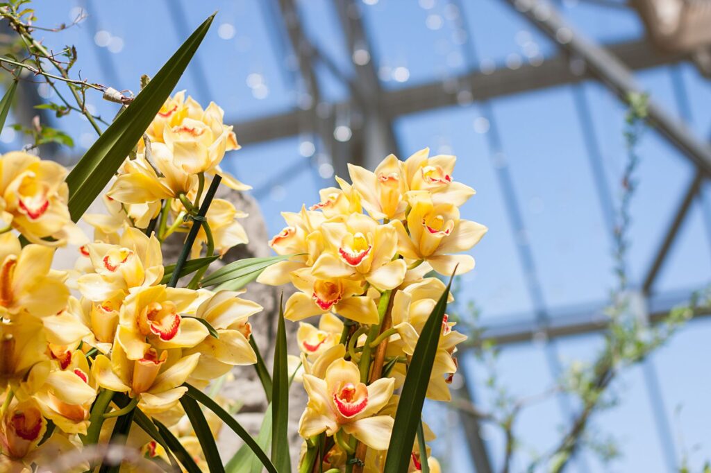 The beautiful Bellagio Conservatory and Botanical Gardens in full bloom. — free attractions Las Vegas