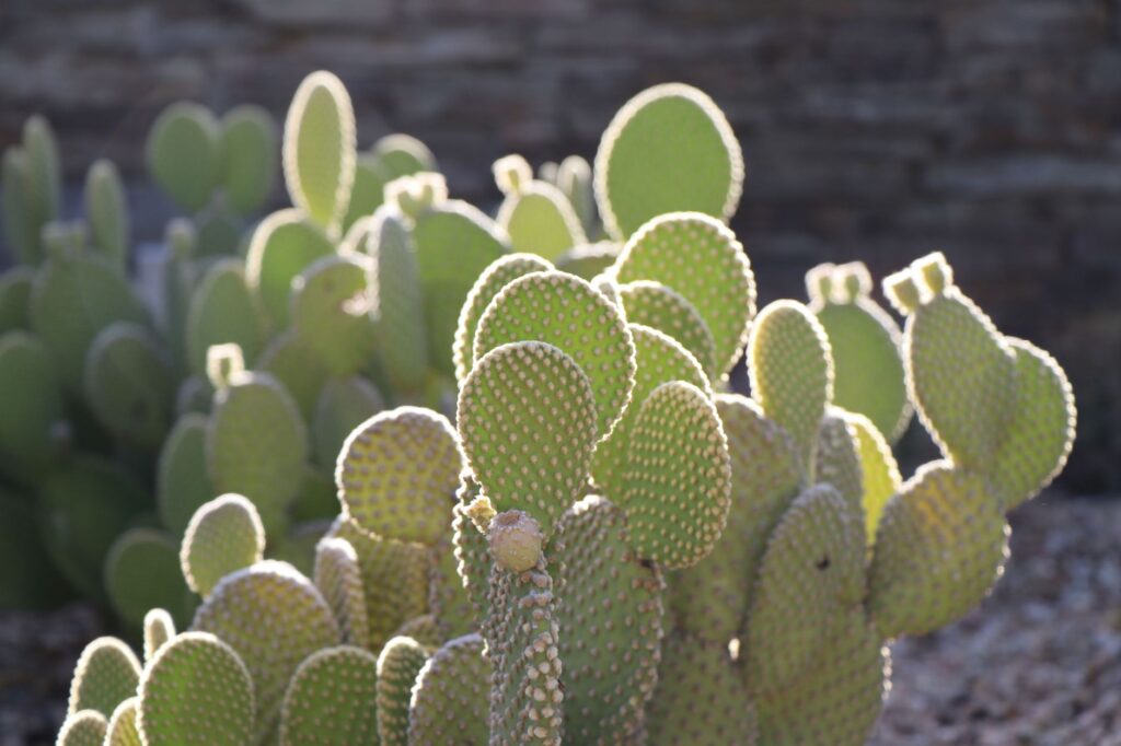 The lush gardens at Springs Preserve, illustrating the desert's natural beauty. — attractions in Las Vegas