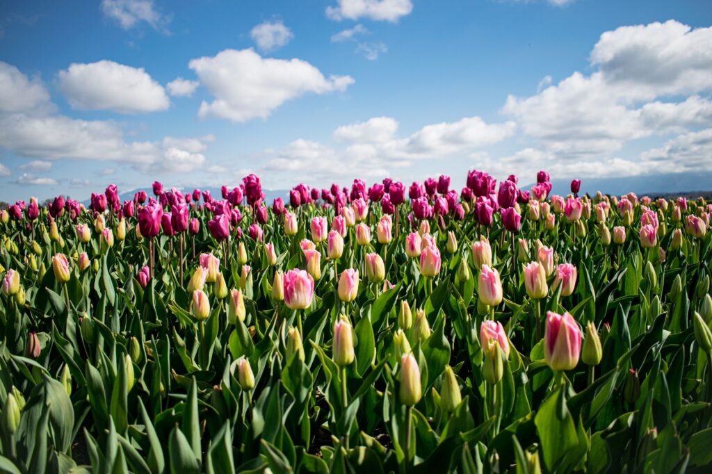 A beautiful view of Las Vegas during spring with blooming flowers and clear skies. — best time to visit Las Vegas