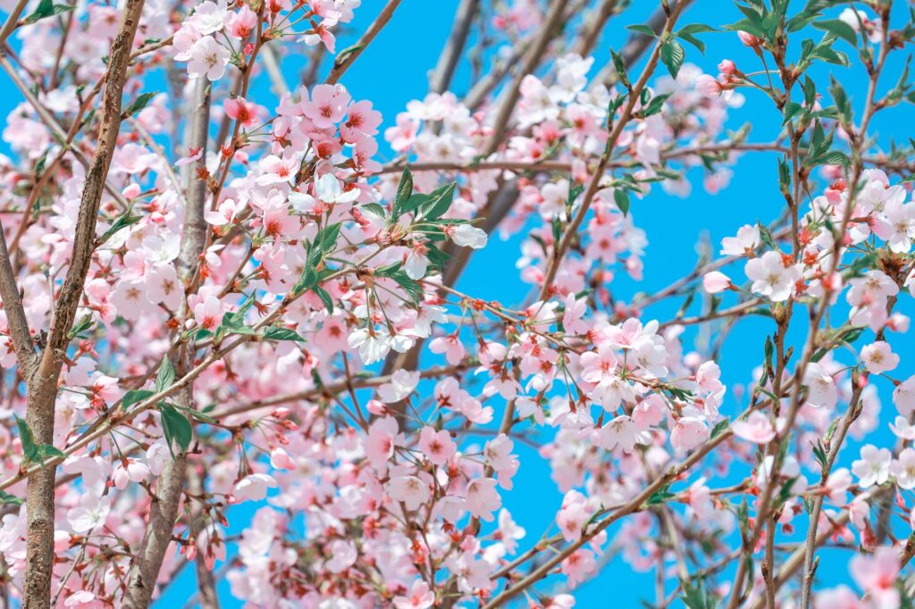 A scenic view of Las Vegas during spring, with blooming flowers and clear skies. — best time to visit Las Vegas