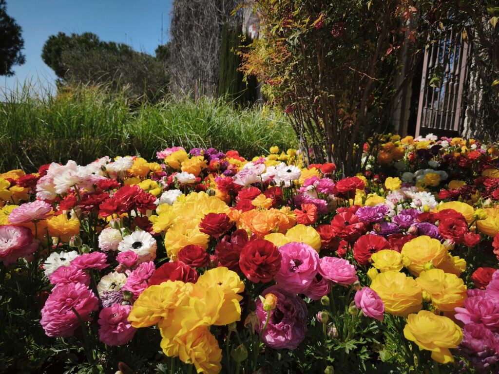 A scenic view of Las Vegas in spring, showcasing blooming flowers and outdoor events. — best times to visit Las Vegas