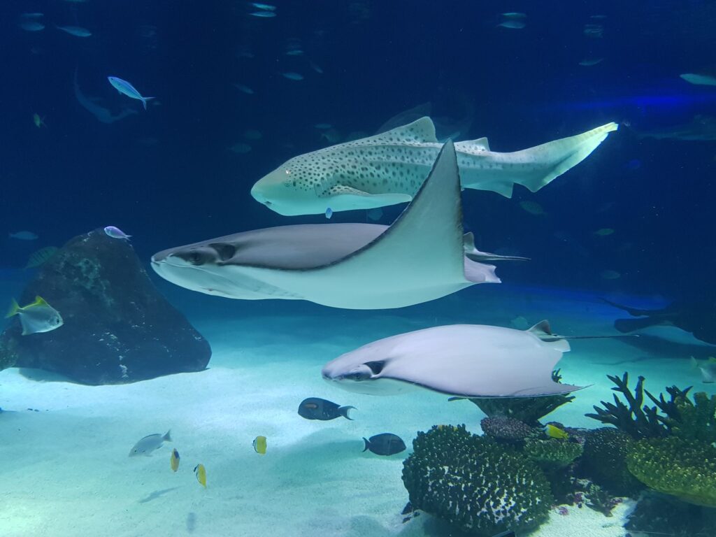Children marveling at the exhibits in the Shark Reef Aquarium. — family activities in Las Vegas