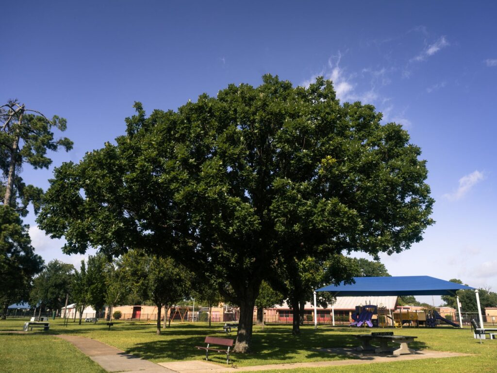 Families enjoying a sunny day at Sunset Park with picnic areas and playgrounds. — free attractions Las Vegas