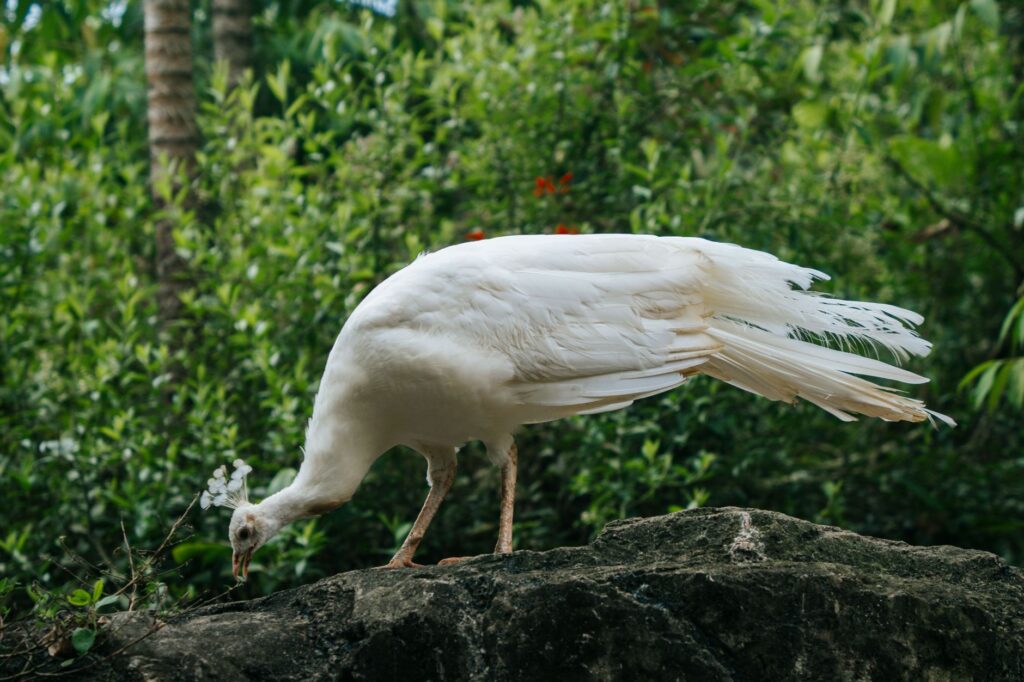 The lush greenery of the Secret Garden at the Mirage with exotic animals. — hidden gems in Las Vegas