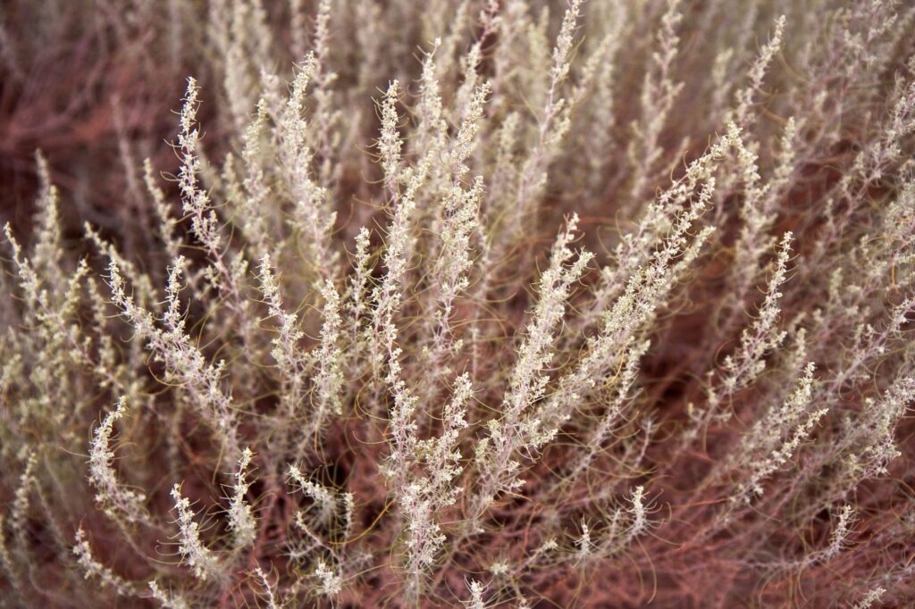 The stunning landscapes of The Springs Preserve with desert flora — unique attractions Las Vegas