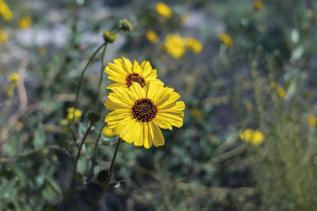 A close-up of desert wildflowers blooming in the spring near Las Vegas. — outdoor adventures Las Vegas