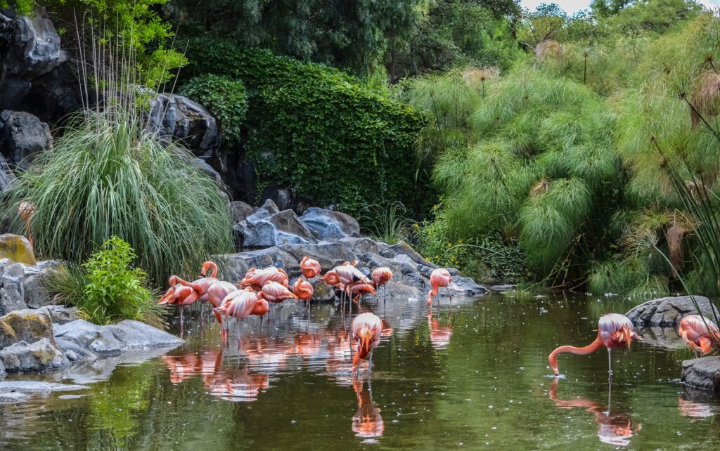 The serene Wildlife Habitat at the Flamingo, featuring colorful birds and lush greenery — free attractions in Las Vegas