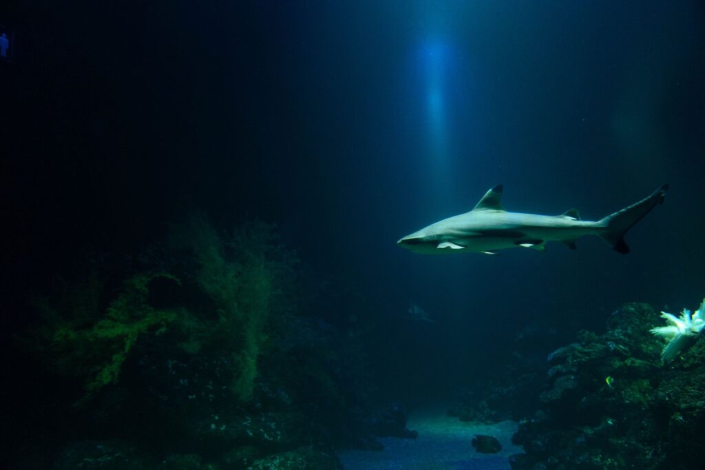 children exploring the Shark Reef Aquarium, captivated by marine life — family activities in Las Vegas